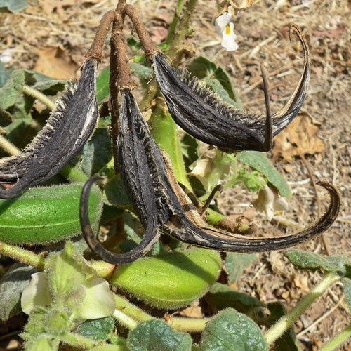 Proboscidea lousianica Various Varieties