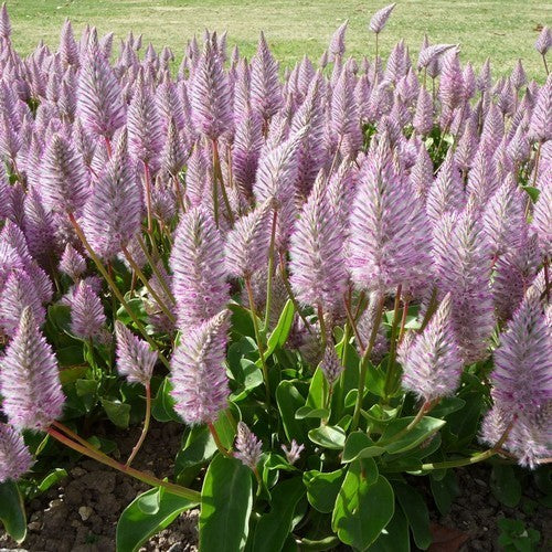 Ptilotus exaltatus 'Joey'
