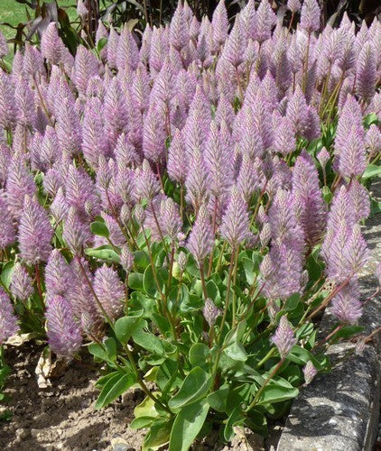 Ptilotus exaltatus 'Joey'