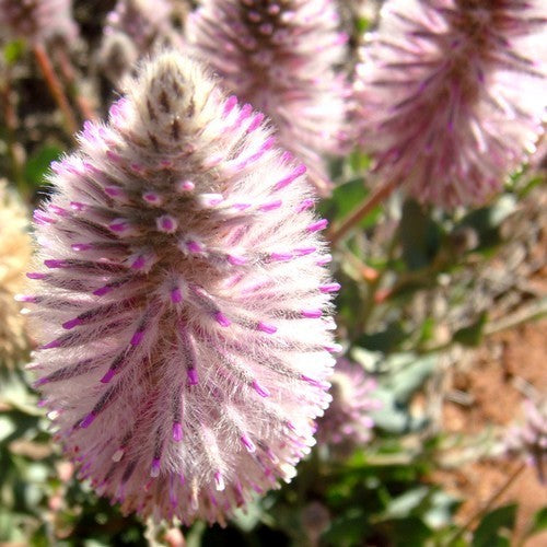 Ptilotus exaltatus 'Joey'