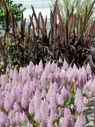 Ptilotus exaltatus 'Joey'