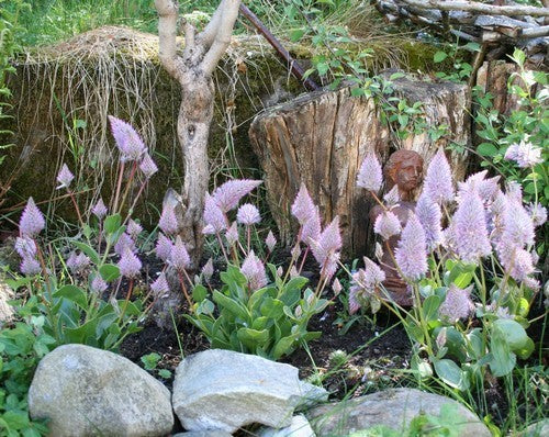 Ptilotus exaltatus 'Joey'