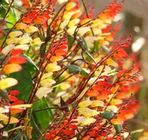 Quamoclit lobata