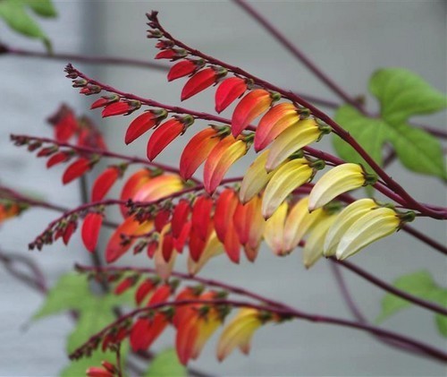 Quamoclit lobata