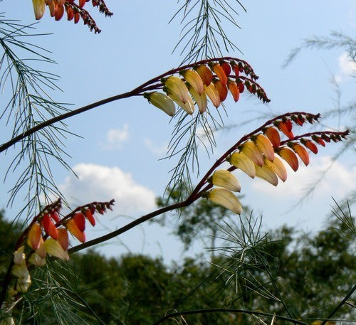 Quamoclit lobata