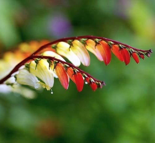 Quamoclit lobata