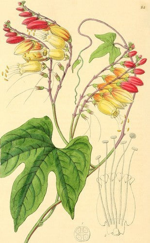 Quamoclit lobata