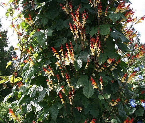 Quamoclit lobata