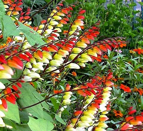 Quamoclit lobata