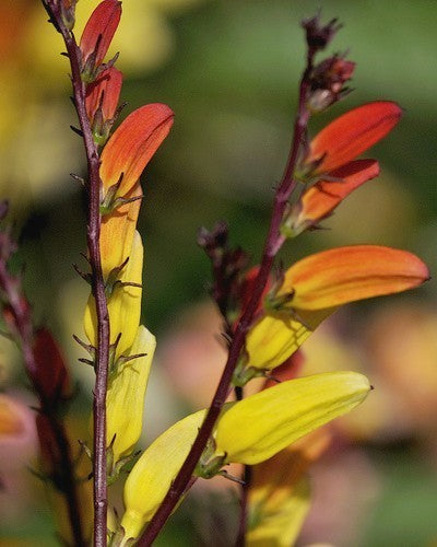 Quamoclit lobata