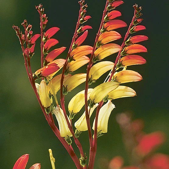 Quamoclit lobata