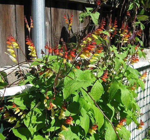 Quamoclit lobata