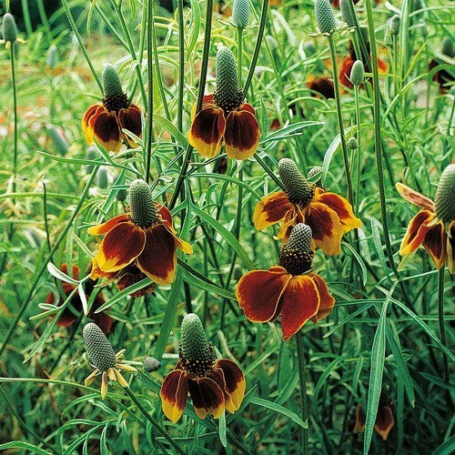 Ratibida columnifera 'Red Midget'