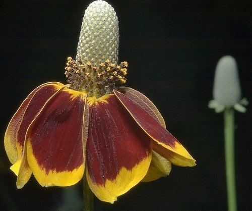 Ratibida columnifera 'Red Midget'
