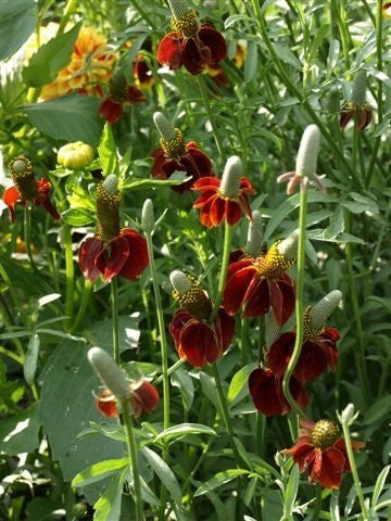 Ratibida columnifera 'Red Midget'