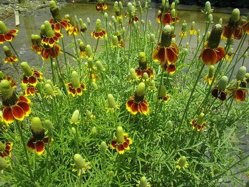 Ratibida columnifera 'Red Midget'