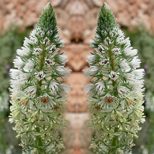 Reseda alba