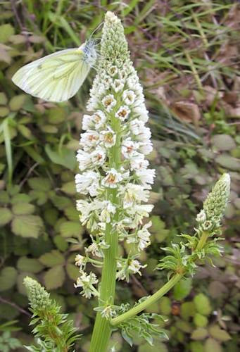 Reseda alba
