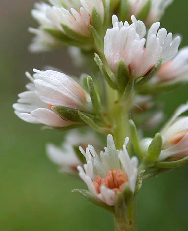 Reseda alba