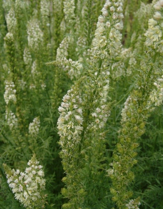 Reseda alba