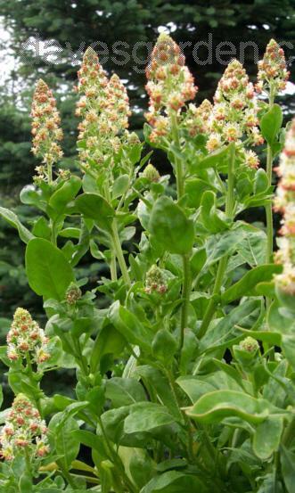 Reseda odorata 'Ameliorata'