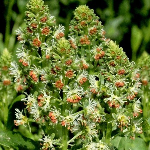 Reseda odorata 'Ameliorata'