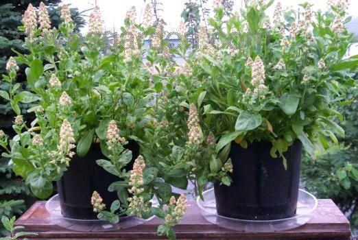 Reseda odorata 'Ameliorata'