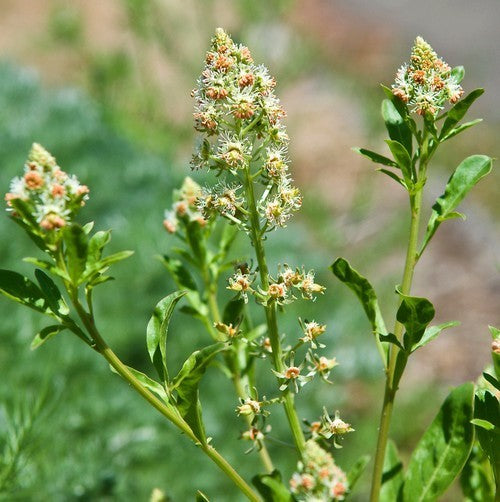 Reseda odorata 'Ameliorata'