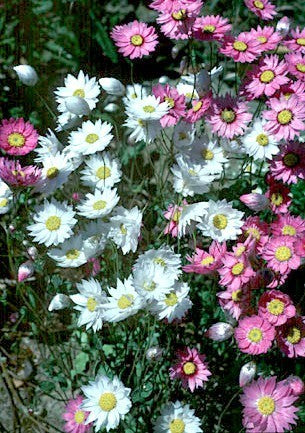 Rhodanthe manglesii & Maculata 'Mixed'