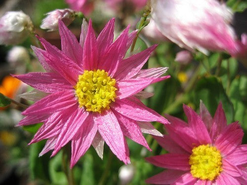 Rhodanthe manglesii & Maculata 'Mixed'