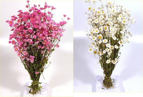 Rhodanthe manglesii & Maculata 'Mixed'