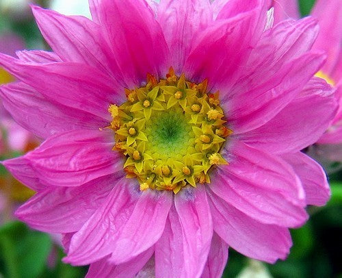 Rhodanthe manglesii & Maculata 'Mixed'