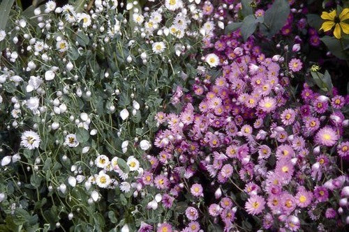 Rhodanthe manglesii & Maculata 'Mixed'