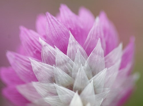 Rhodanthe manglesii & Maculata 'Mixed'