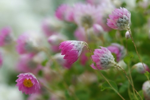 Rhodanthe manglesii & Maculata 'Mixed'