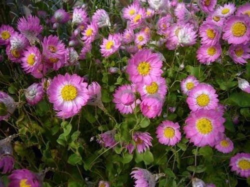 Rhodanthe manglesii & Maculata 'Mixed'