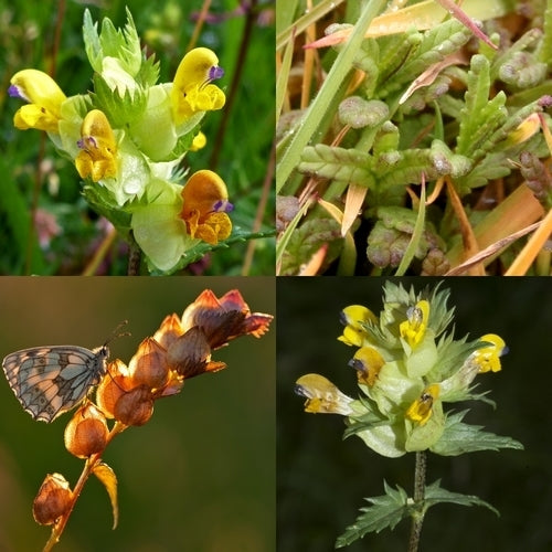 Rhinanthus minor