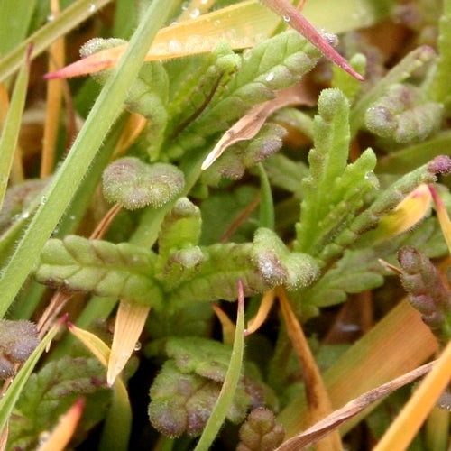 Rhinanthus minor
