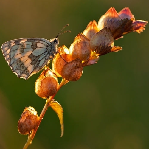Rhinanthus minor