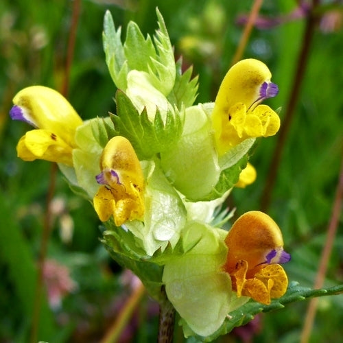 Rhinanthus minor
