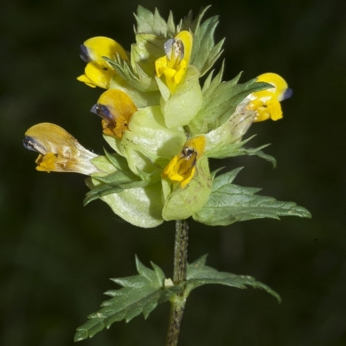 Rhinanthus minor