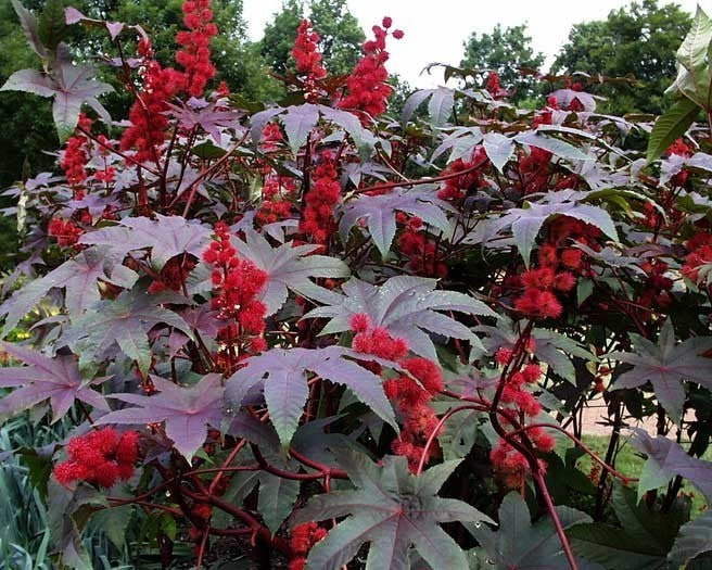 Ricinus communis 'Carmencita Bright Red'
