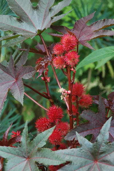 Ricinus communis 'Carmencita Bright Red'