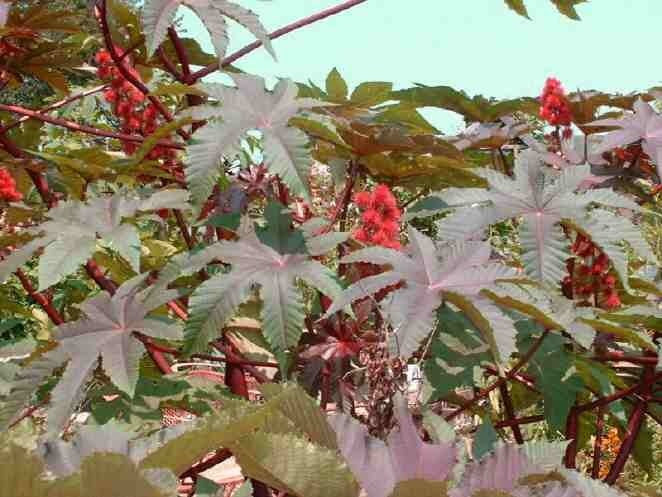 Ricinus communis 'Carmencita Bright Red'