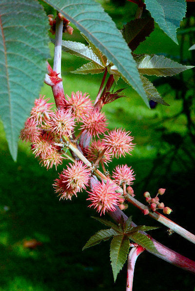 Ricinus communis 'Carmencita Rosa'