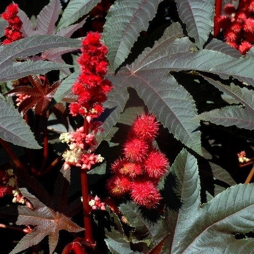 Ricinus communis 'Gibsonii Impala Red'
