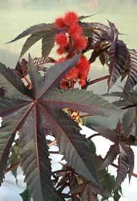 Ricinus communis 'Gibsonii Impala Red'