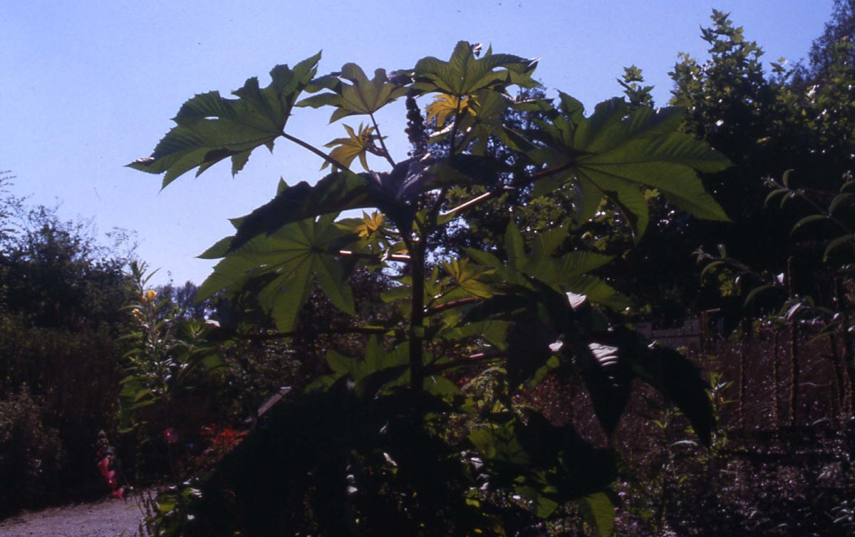 Ricinus communis 'Gibsonii Impala Red'