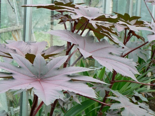 Ricinus communis 'New Zealand Purple'