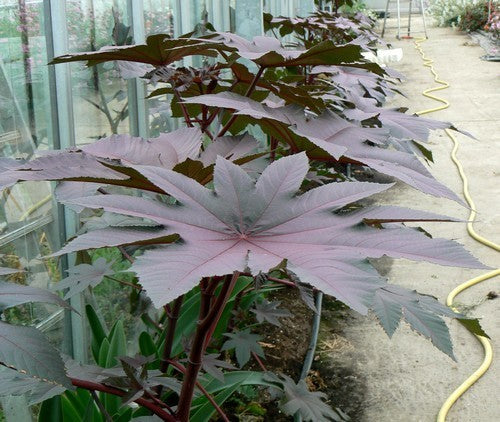 Ricinus communis 'New Zealand Purple'